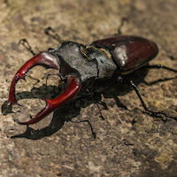 stag_beetle.png
